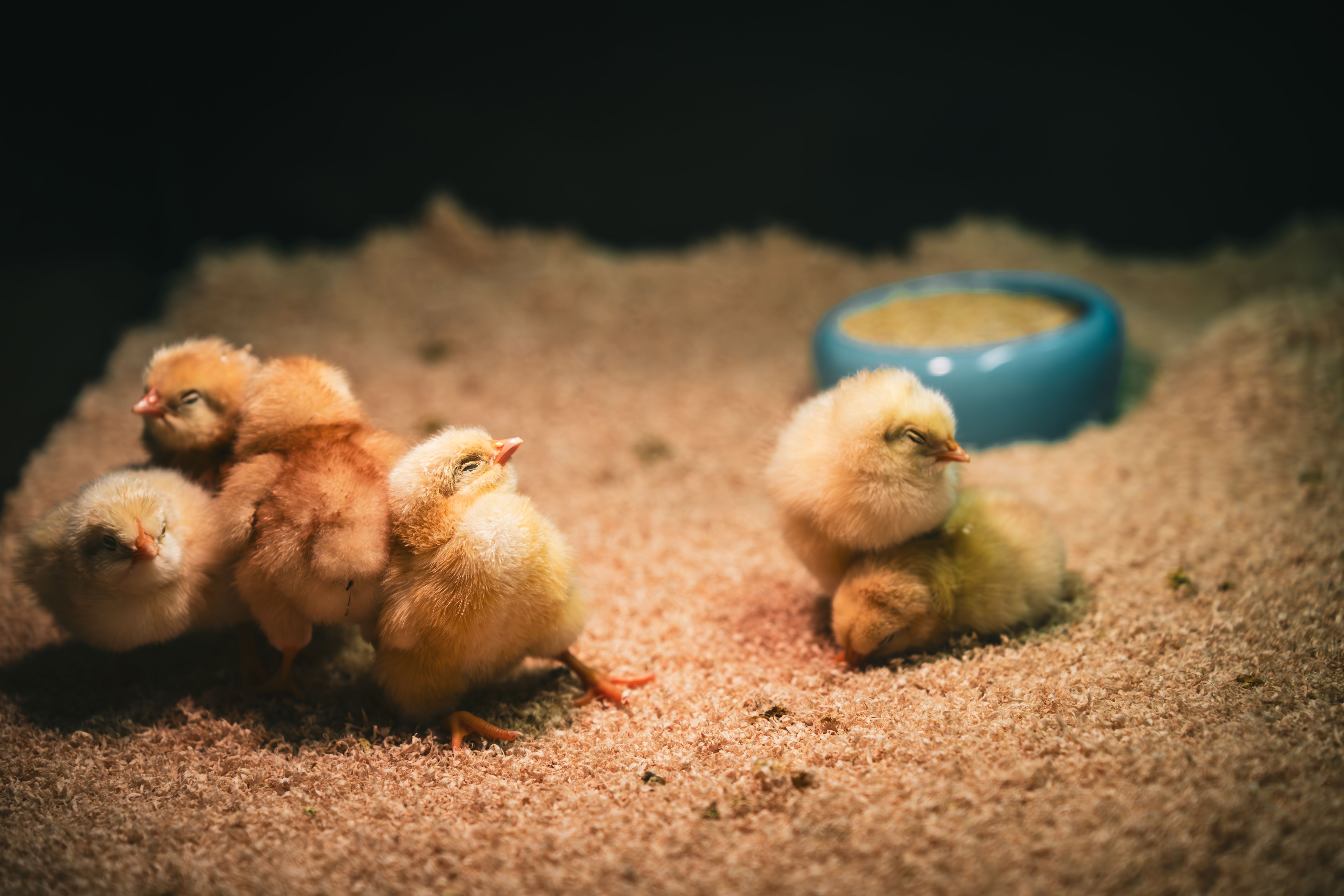 Current State of Animal Welfare