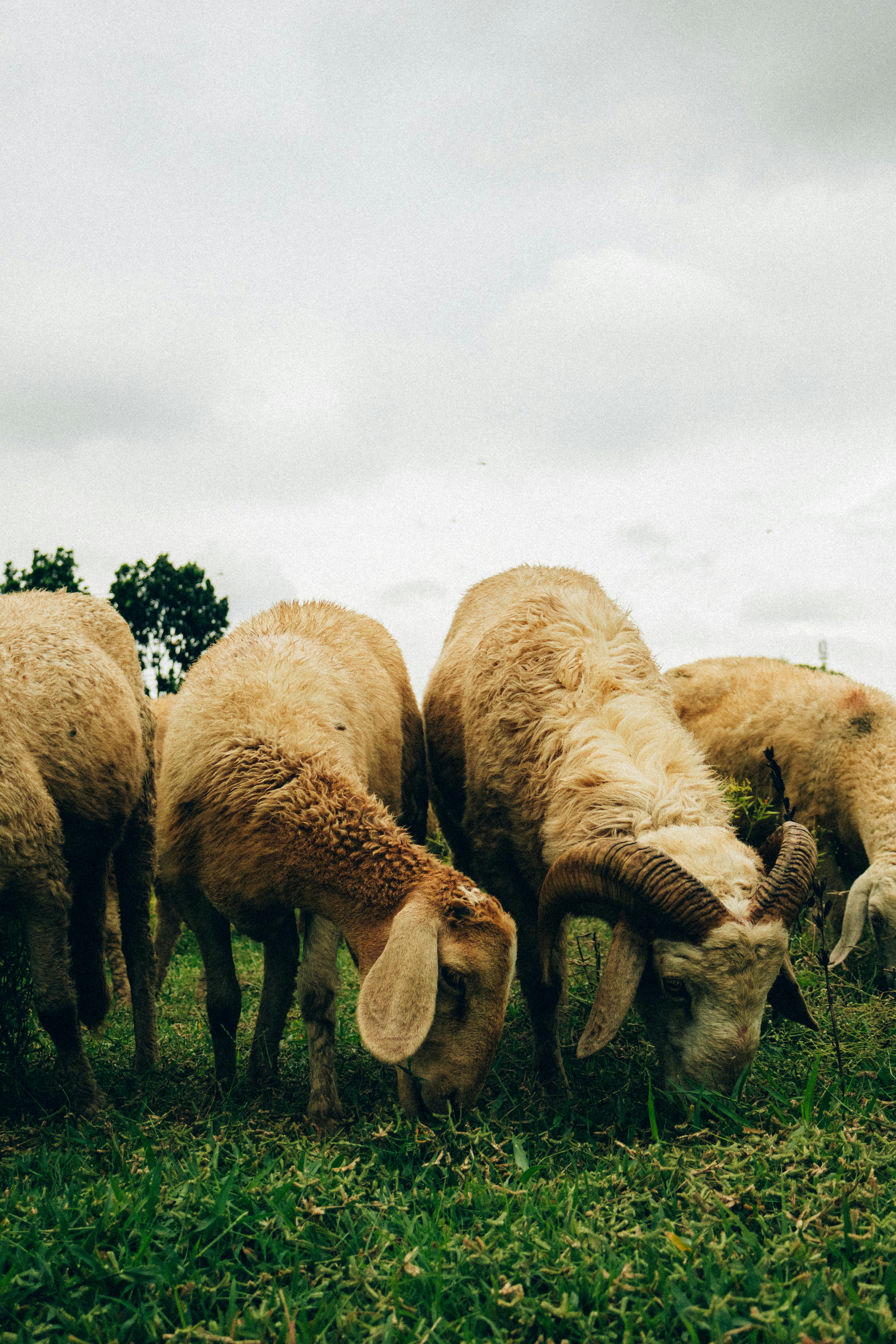 Rwandan Animal Welfare Report